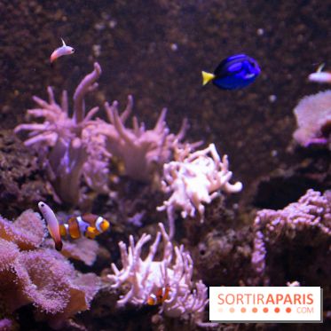 Aquarium Sea Life