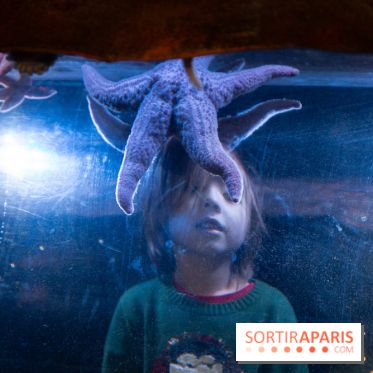 Aquarium Sea Life