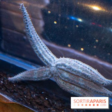 Aquarium Sea Life