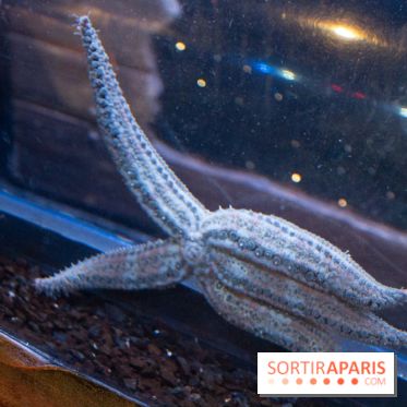 Aquarium Sea Life - IMG 8340