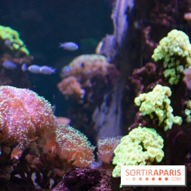 Aquarium Sea Life - IMG 8331