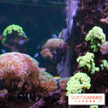 Aquarium Sea Life - IMG 8332