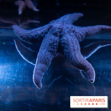 Aquarium Sea Life