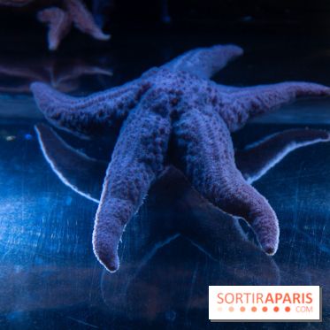 Aquarium Sea Life - IMG 8334