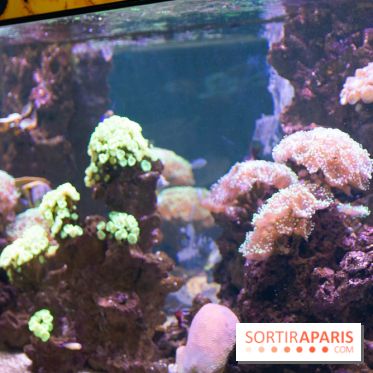 Aquarium Sea Life - IMG 8327