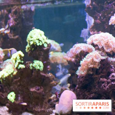 Aquarium Sea Life - IMG 8328