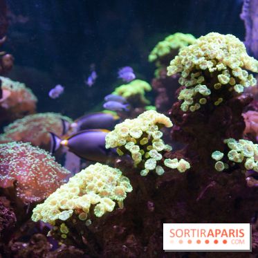 Aquarium Sea Life