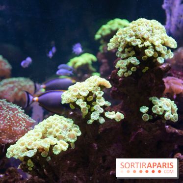 Aquarium Sea Life - IMG 8330