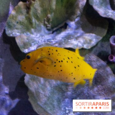 Aquarium Sea Life - IMG 8296