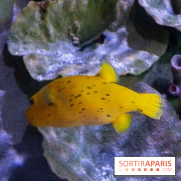 Aquarium Sea Life - IMG 8297