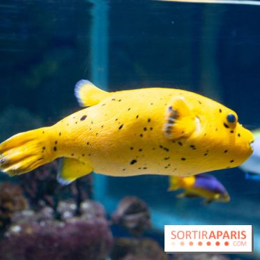 Aquarium Sea Life - IMG 8298