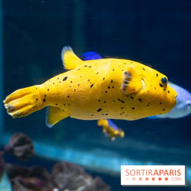 Aquarium Sea Life - IMG 8299