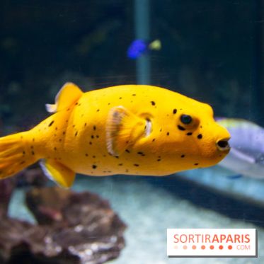 Aquarium Sea Life - IMG 8300