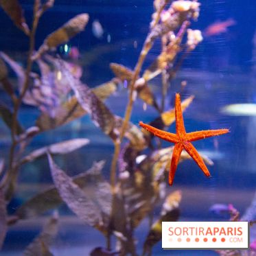 Aquarium Sea Life