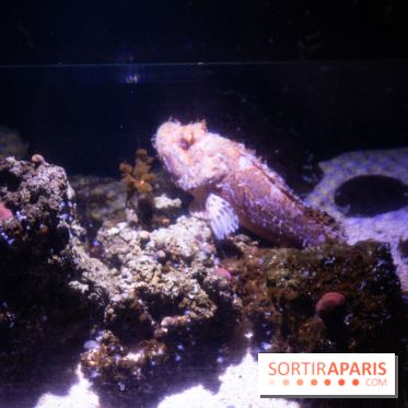 Aquarium Sea Life - IMG 8291