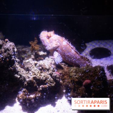 Aquarium Sea Life