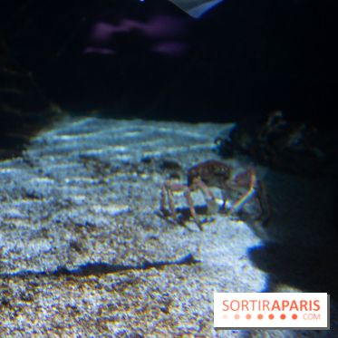 Aquarium Sea Life - IMG 8294