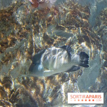 Aquarium Sea Life - IMG 8295