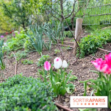 Balade sur la Petite Ceinture du 19e - IMG 1974