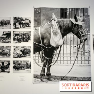 Paris Animal, nos photos de l'expo à Paris - IMG 9788