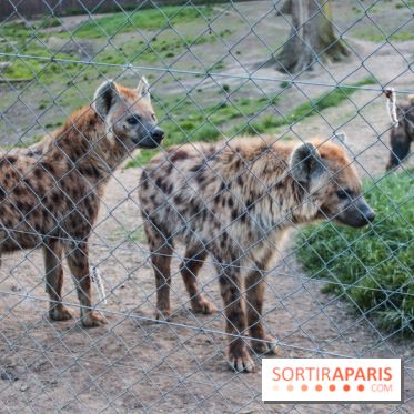 Zoo de Thoiry 2023 - 25ABBAEB D699 46EC BB28 731777775442