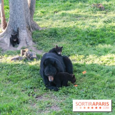 Zoo de Thoiry 2023 - A858C2AA C3FD 4AA8 B366 07ABF6527D68