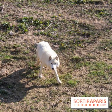 Zoo de Thoiry 2023 - 19DB37D2 8A7D 4858 B58C 87ECB4D8BFE3