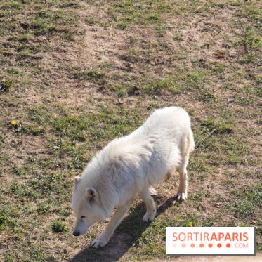 Zoo de Thoiry 2023 - 4A8A3FBE 9ED0 47F4 96E0 3E40D96C58F1