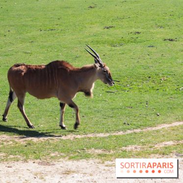 Zoo de Thoiry 2023 - Antilope