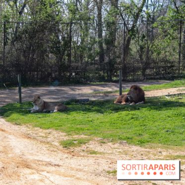 Zoo de Thoiry 2023 - Lions