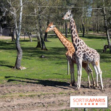 Zoo de Thoiry 2023 - Girafes