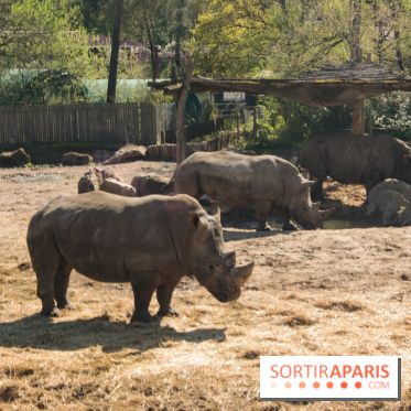 Zoo de Thoiry 2023 - Rhinocéros