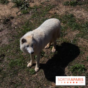 Zoo de Thoiry 2023 - Loup arctique