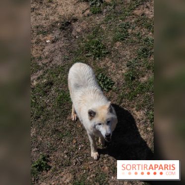 Zoo de Thoiry 2023 - Loup arctique