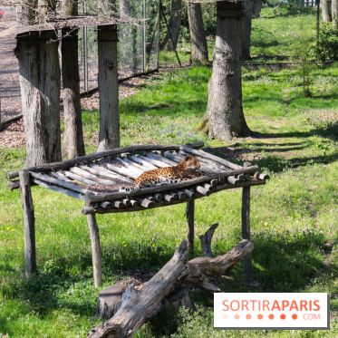 Zoo de Thoiry 2023 - Guépard