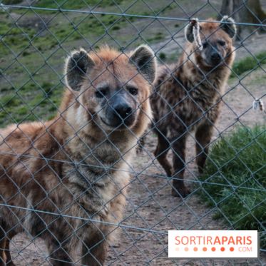 Les tanières du zoo de Thoiry 2023 - 2CE19895 4538 4206 B38C F4A8EC191AC9