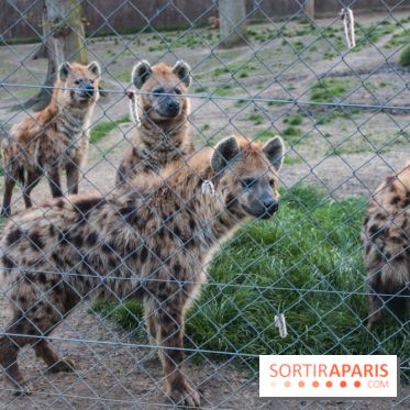 Les tanières du zoo de Thoiry 2023 - 23F55C62 1F67 49D3 BB36 571FD672878C