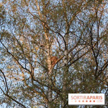 Les tanières du zoo de Thoiry 2023 - Lynx nocturne