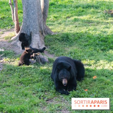 Les tanières du zoo de Thoiry 2023 - Ours