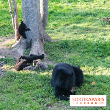 Les tanières du zoo de Thoiry 2023 - Ours