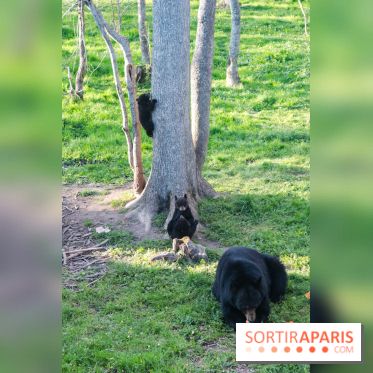 Les tanières du zoo de Thoiry 2023 - Ours