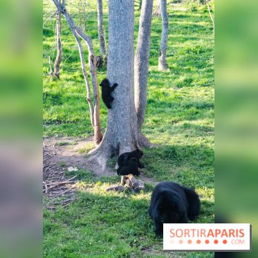 Les tanières du zoo de Thoiry 2023 - Ours