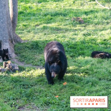 Les tanières du zoo de Thoiry 2023 - Ours