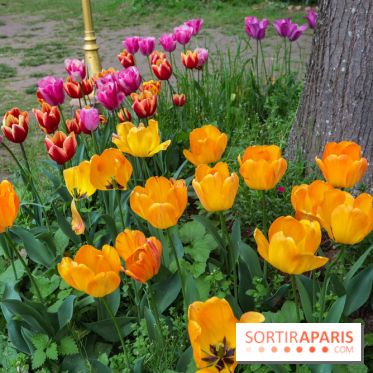 Wat Thammapatip Inrernational : la pagode bouddhiste et sa street food thaï, à Moissy-Cramayel - 99FD4B48 6186 4387 98E1 8653B6C21110