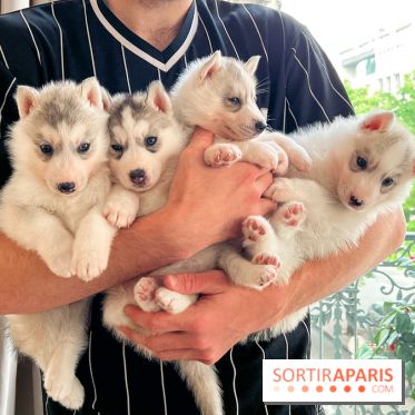 Puppy Yoga - image00002