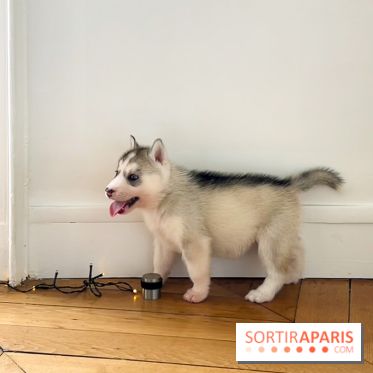 Puppy Yoga - image00004