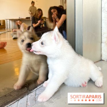 Puppy Yoga - image00006