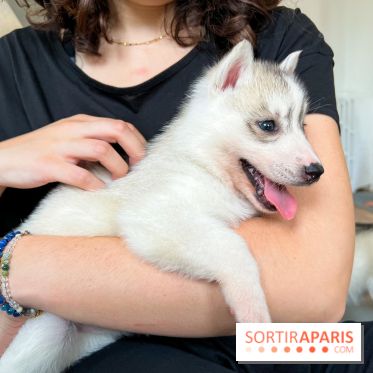 Puppy Yoga - image00010