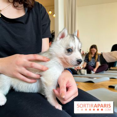 Puppy Yoga