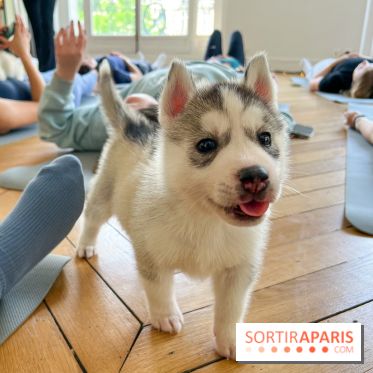 Puppy Yoga